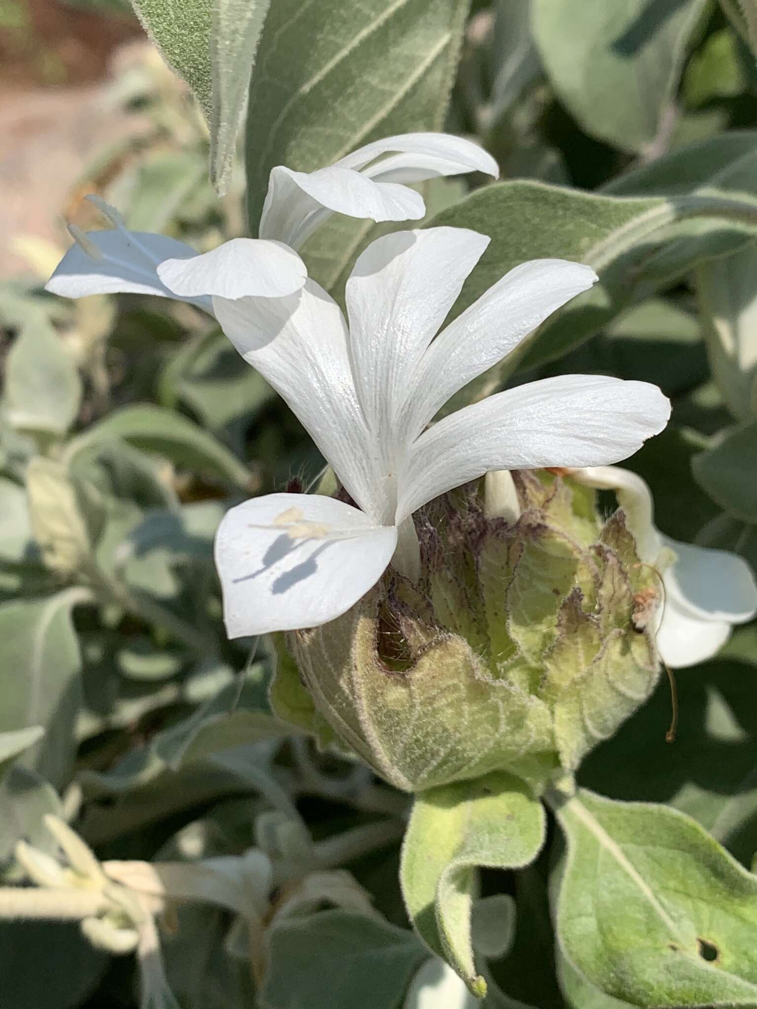 Image of Barleria albostellata C. B. Cl.