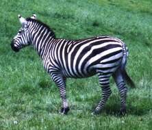 Image of Grant's zebra