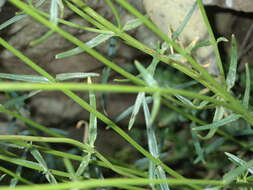 Image of Diascia integerrima E. Mey. ex Benth.