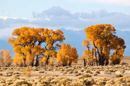 Image of narrowleaf cottonwood