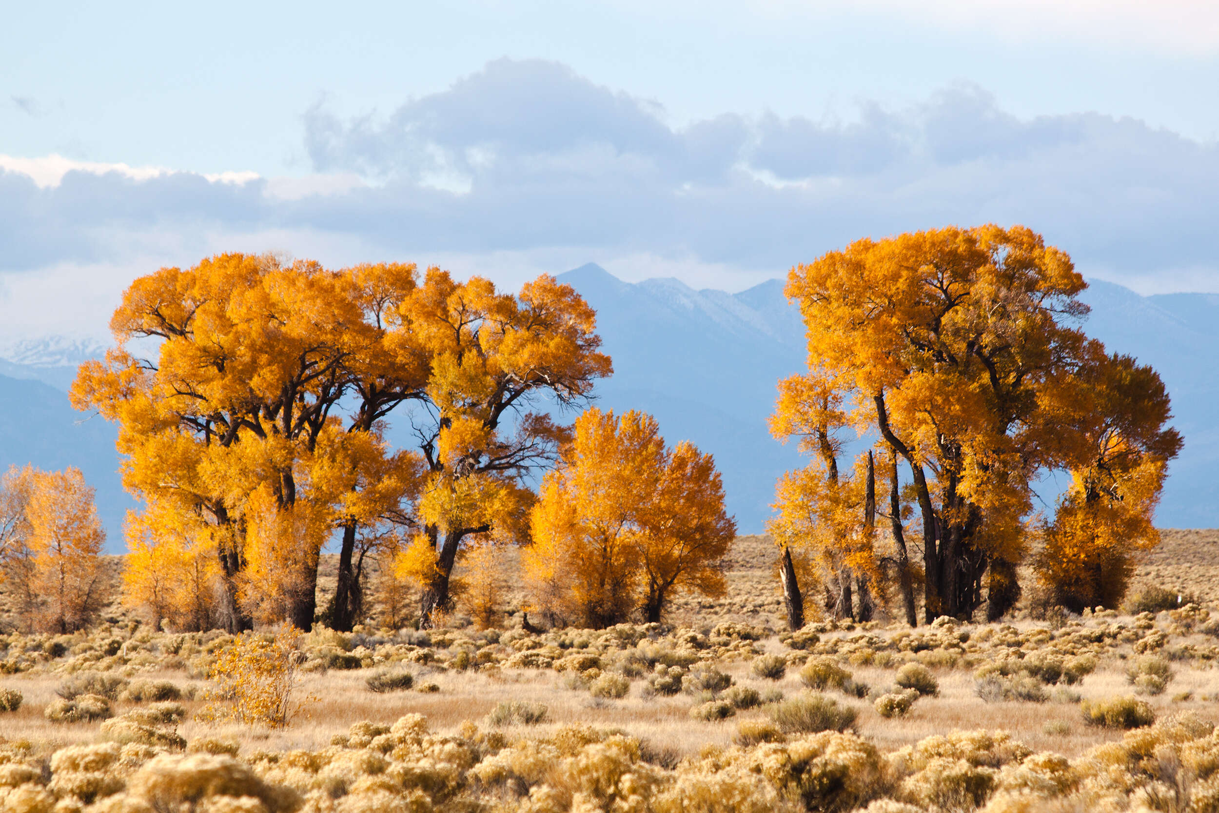 Image of narrowleaf cottonwood