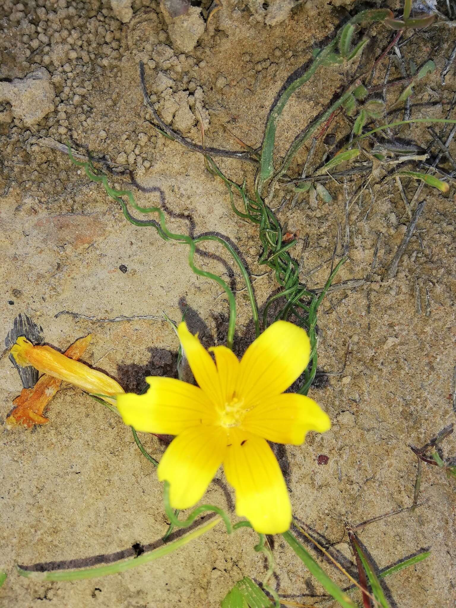 Image of Romulea tortuosa subsp. aurea (Klatt) M. P. de Vos