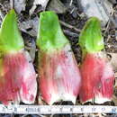 Image of Costus guanaiensis var. tarmicus (Loes.) Maas