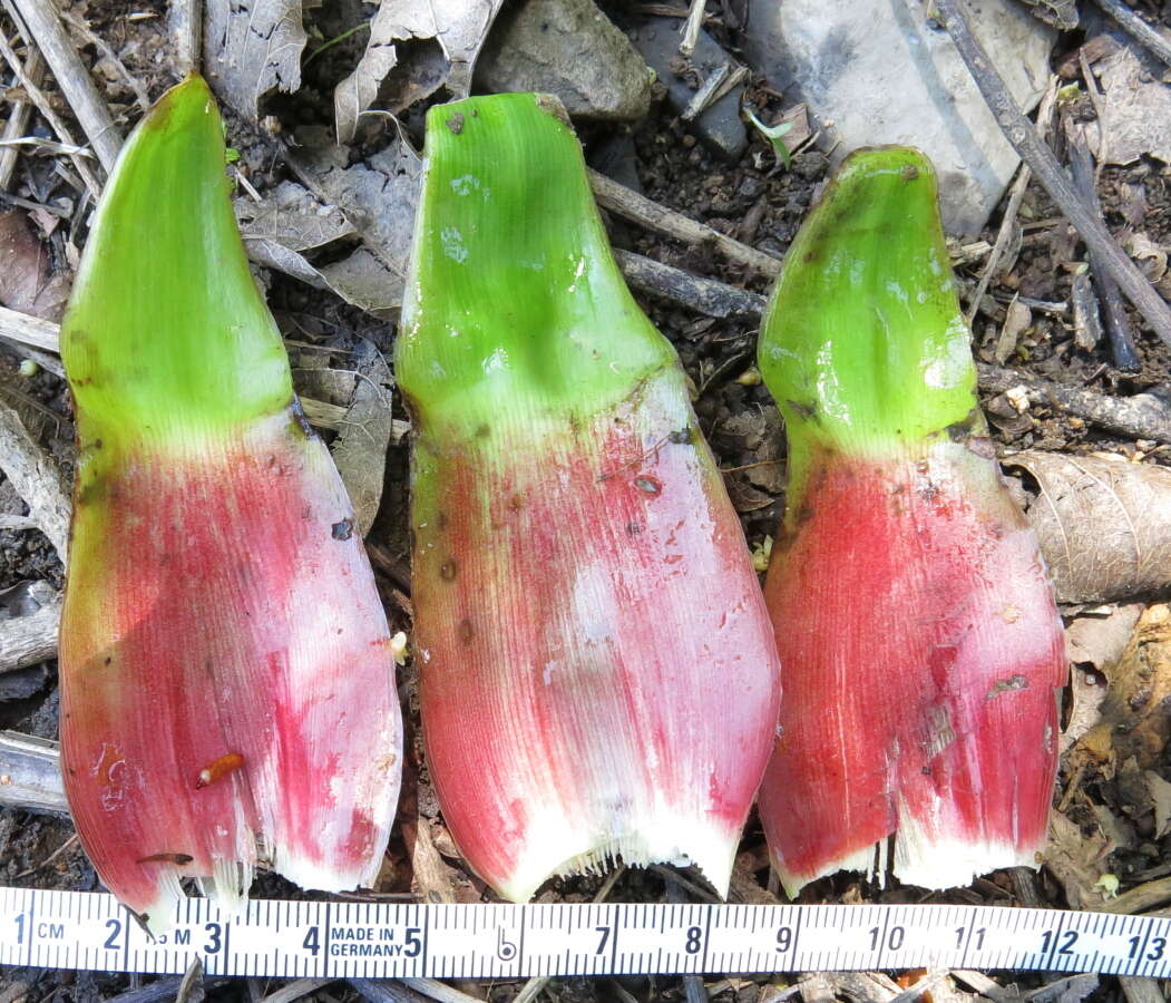 Image of Costus guanaiensis var. tarmicus (Loes.) Maas