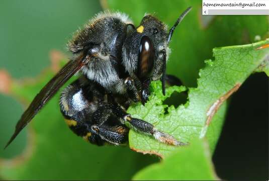 Image of Anthidium septemspinosum Lepeletier 1841