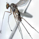 Image of Arachnomyia