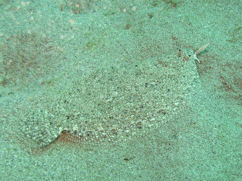 Image of Grohmann's Scaldfish