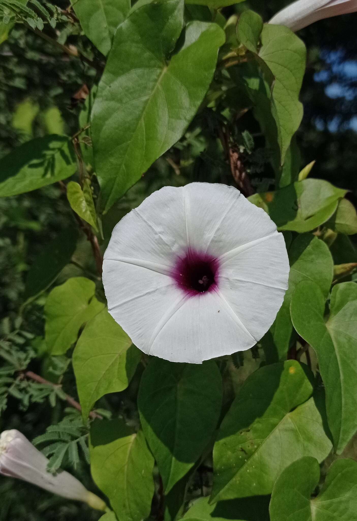 Plancia ëd Ipomoea anisomeres Robinson & Bartlett