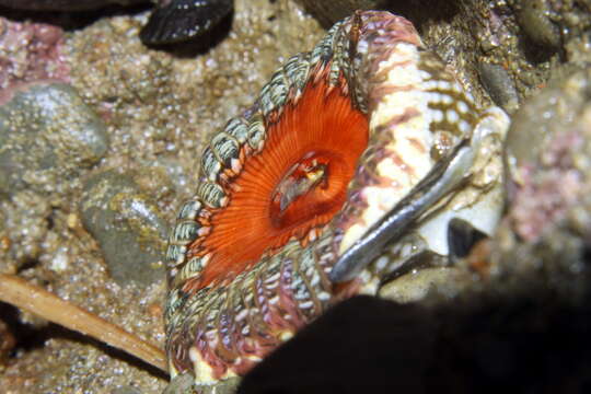 Image of Sand anemone