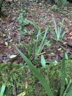 Image of Dietes iridioides subsp. iridioides