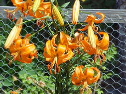 Lilium davidii Duch. ex Elwes resmi