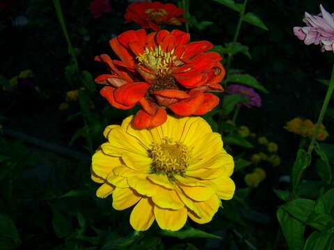 Image of ELEGANT ZINNIA