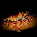 Image of Whip coral shrimp