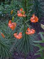 Lilium davidii Duch. ex Elwes resmi