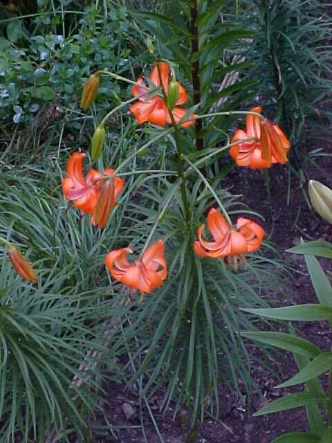 Image of Lilium davidii Duch. ex Elwes