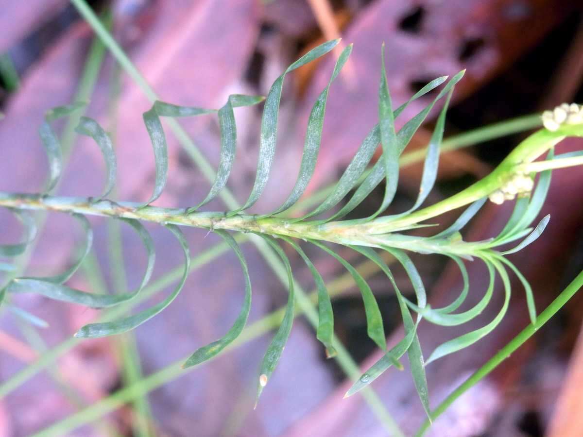 Image of Lomandra obliqua (Thunb.) J. F. Macbr.