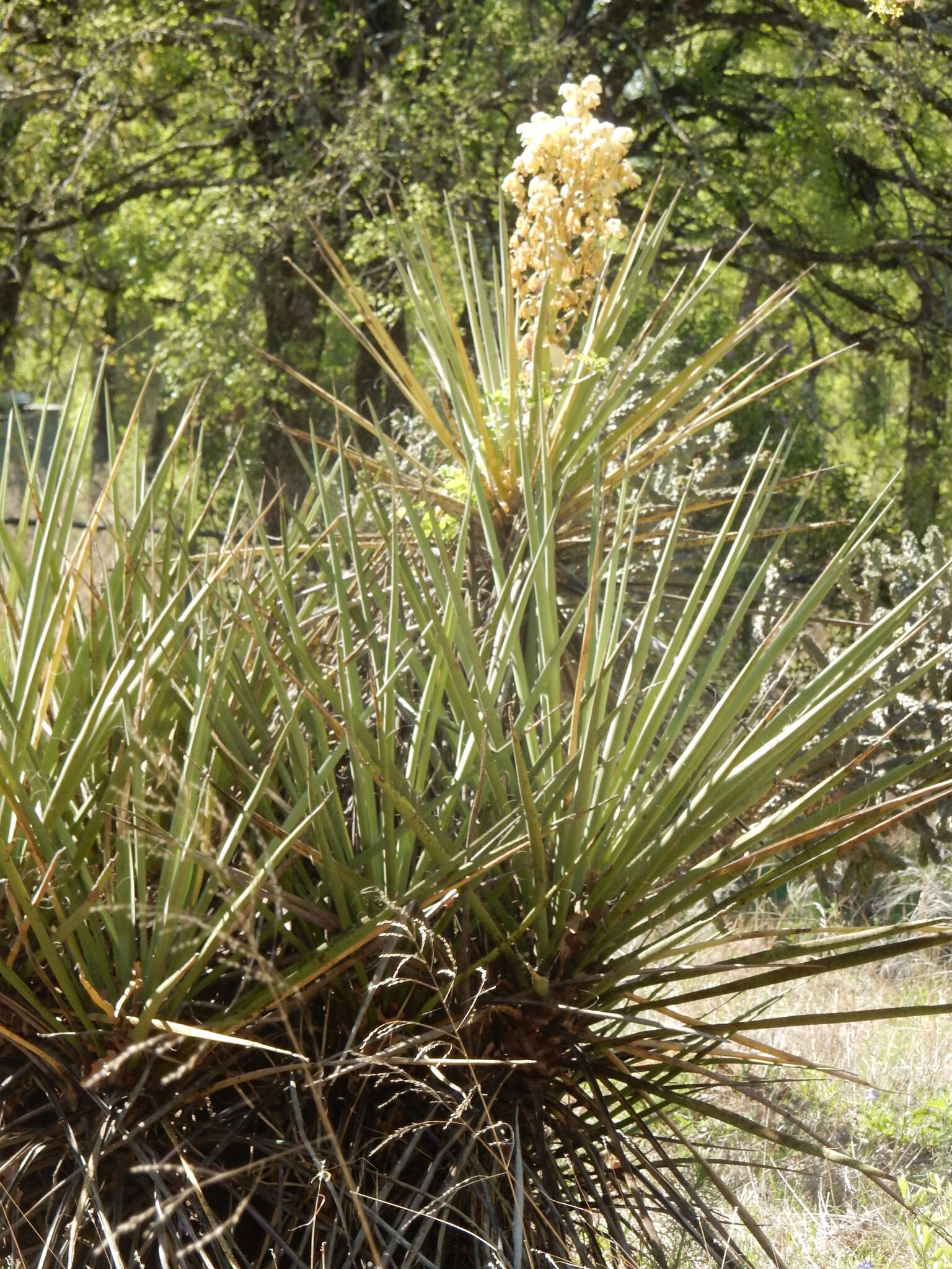 Sivun Yucca faxoniana Sarg. kuva