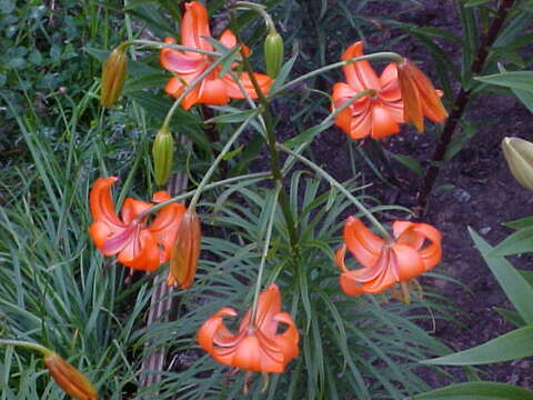 Lilium davidii Duch. ex Elwes resmi