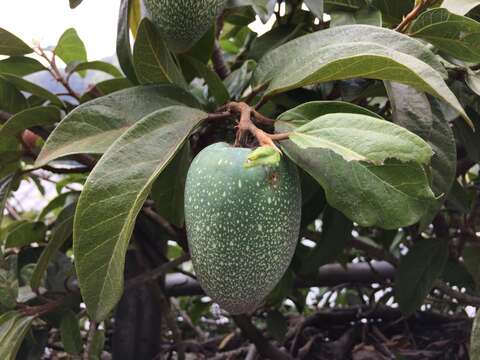 Image of Ficus pumila var. awkeotsang (Makino) Corner