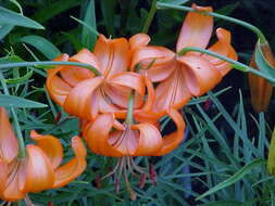 Image of Lilium davidii Duch. ex Elwes