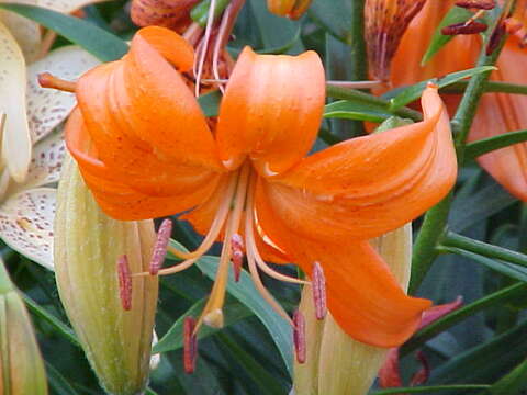 Lilium davidii Duch. ex Elwes resmi