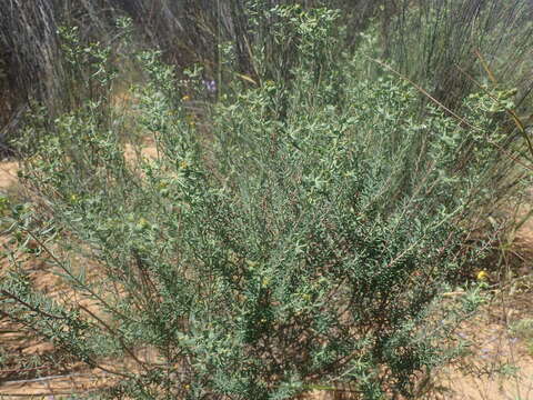 Image of Euphorbia genistoides P. J. Bergius