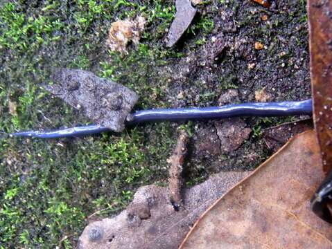 Image of Blue garden flatworm