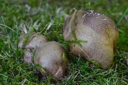 Image of butter bolete