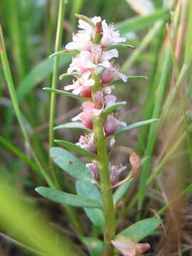 Image of black saltwort