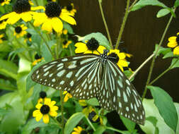 Image of Ideopsis similis Linnaeus 1758