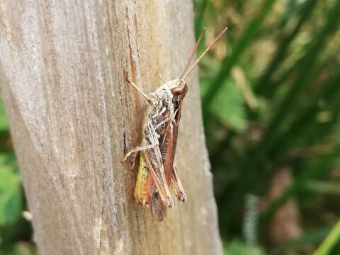 Chorthippus (Glyptobothrus) biguttulus (Linnaeus 1758) resmi