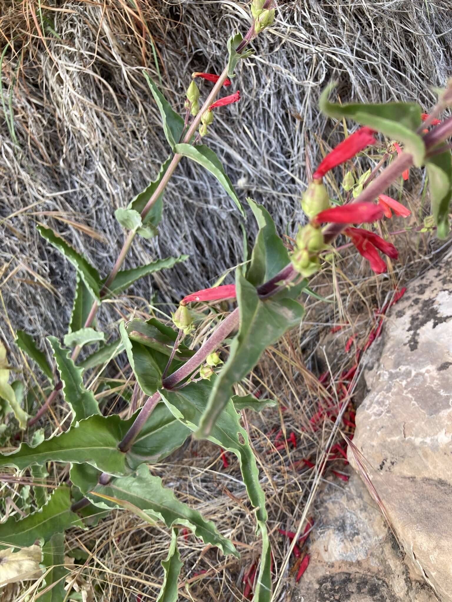 Penstemon eatonii subsp. undosus (M. E. Jones) D. D. Keck的圖片