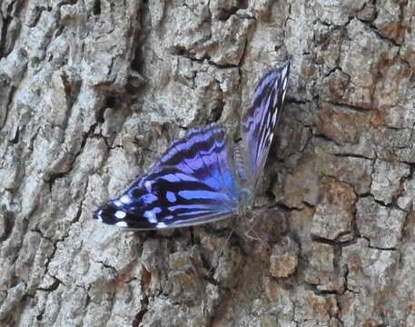 Image of Mexican Bluewing