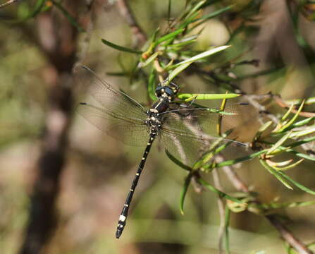 Image of Eusynthemis brevistyla (Selys 1871)