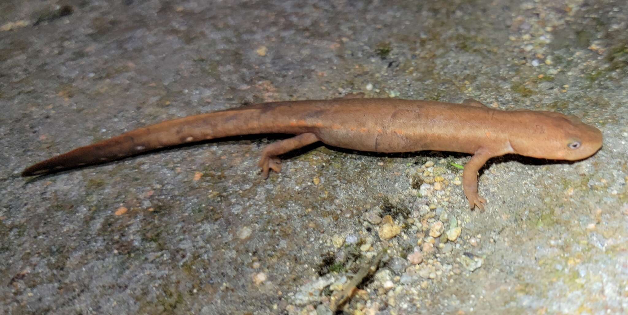 Image of Pachytriton granulosus Chang 1933