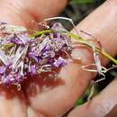 Image of Erysimum bicolor (Hornem.) DC.