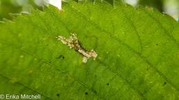 Imagem de Caloptilia ostryaeella (Chambers 1878)