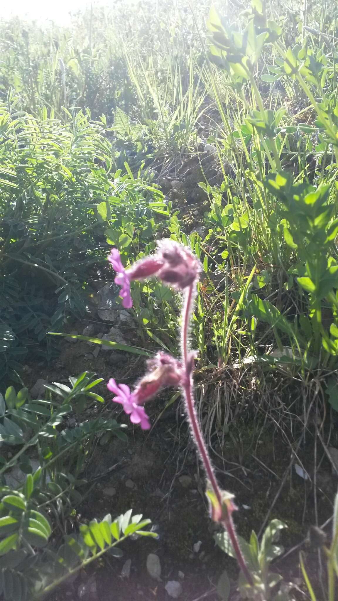 Слика од Silene dioica (L.) Clairv.