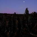 Image of Pearson's Aloe