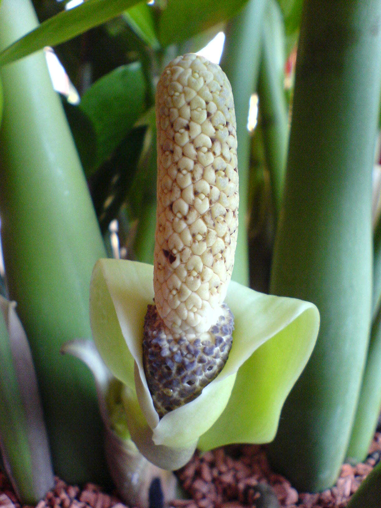 Imagem de Zamioculcas zamiifolia (G. Lodd.) Engl.