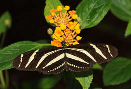 Image of Zebra Longwing