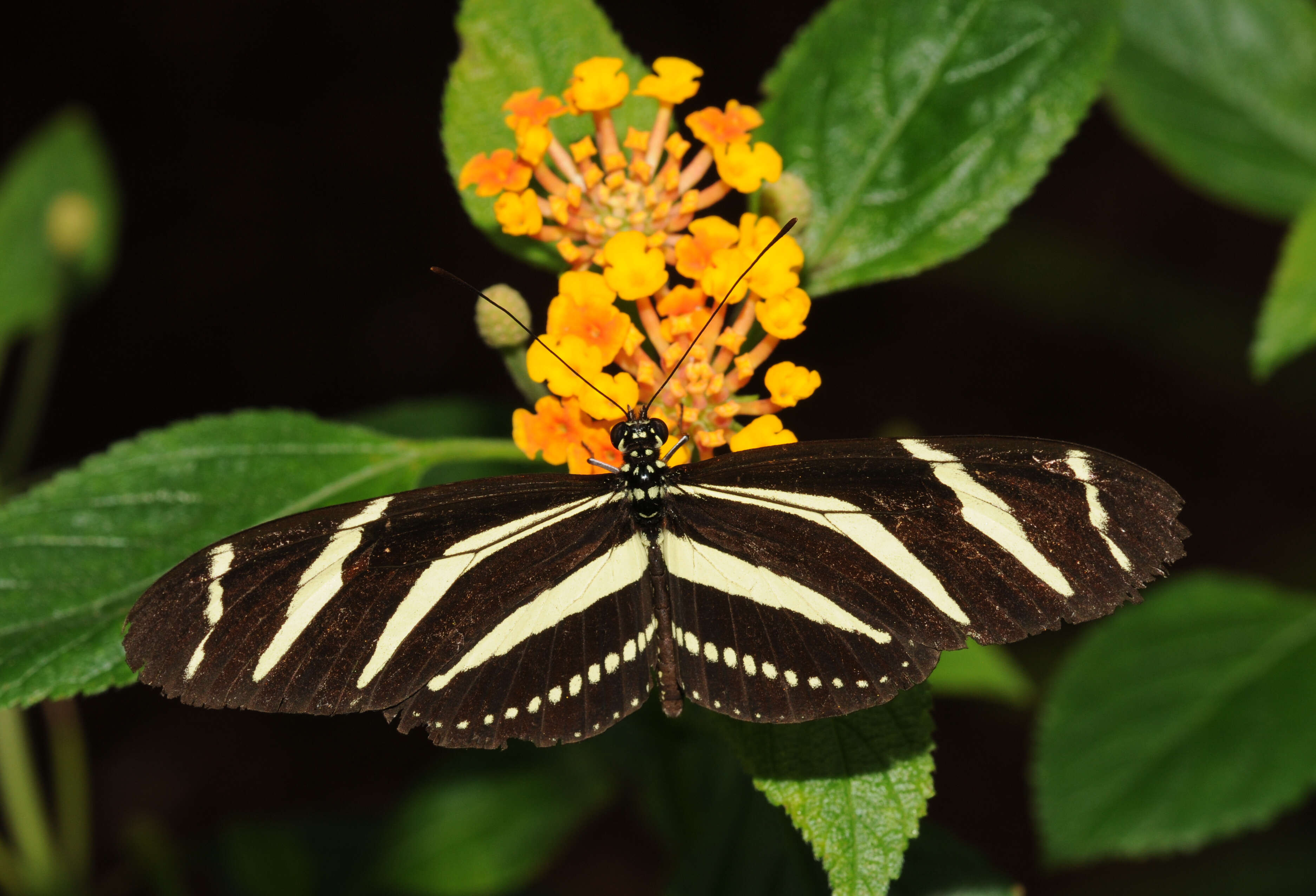 Image of Zebra Longwing