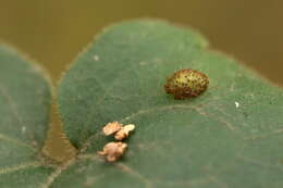 Image of Puccinia asarina Kunze 1817