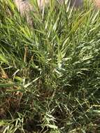 Image of Reed grass