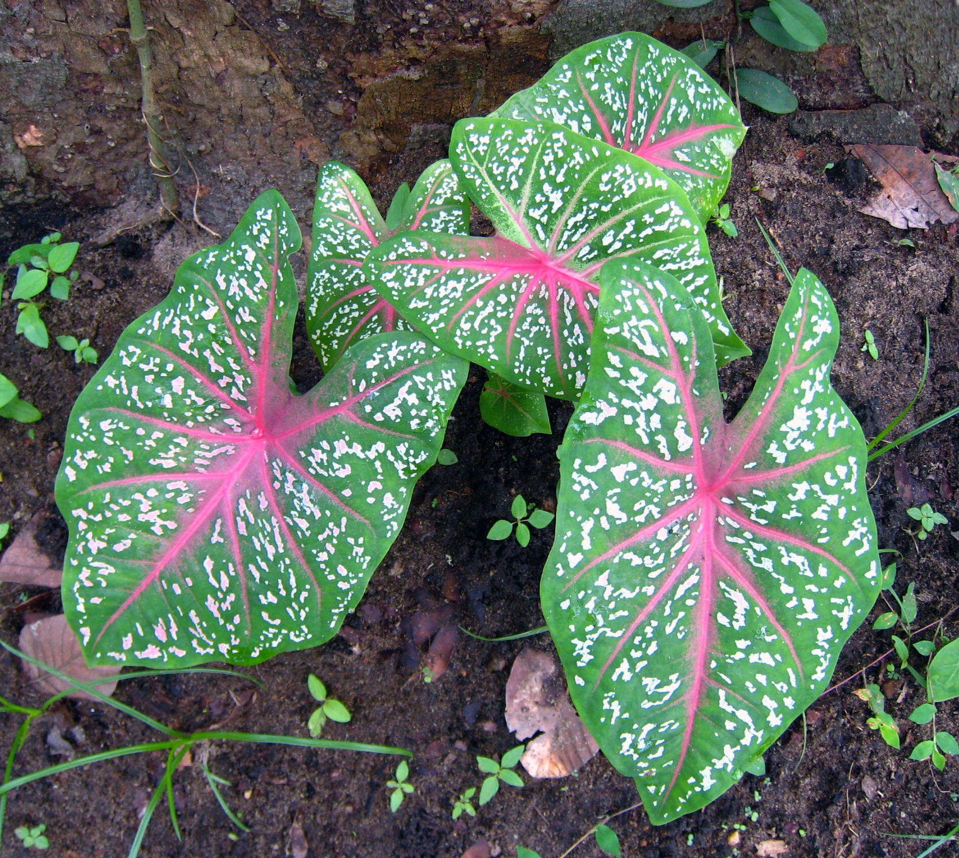 Image of Angel's Wings