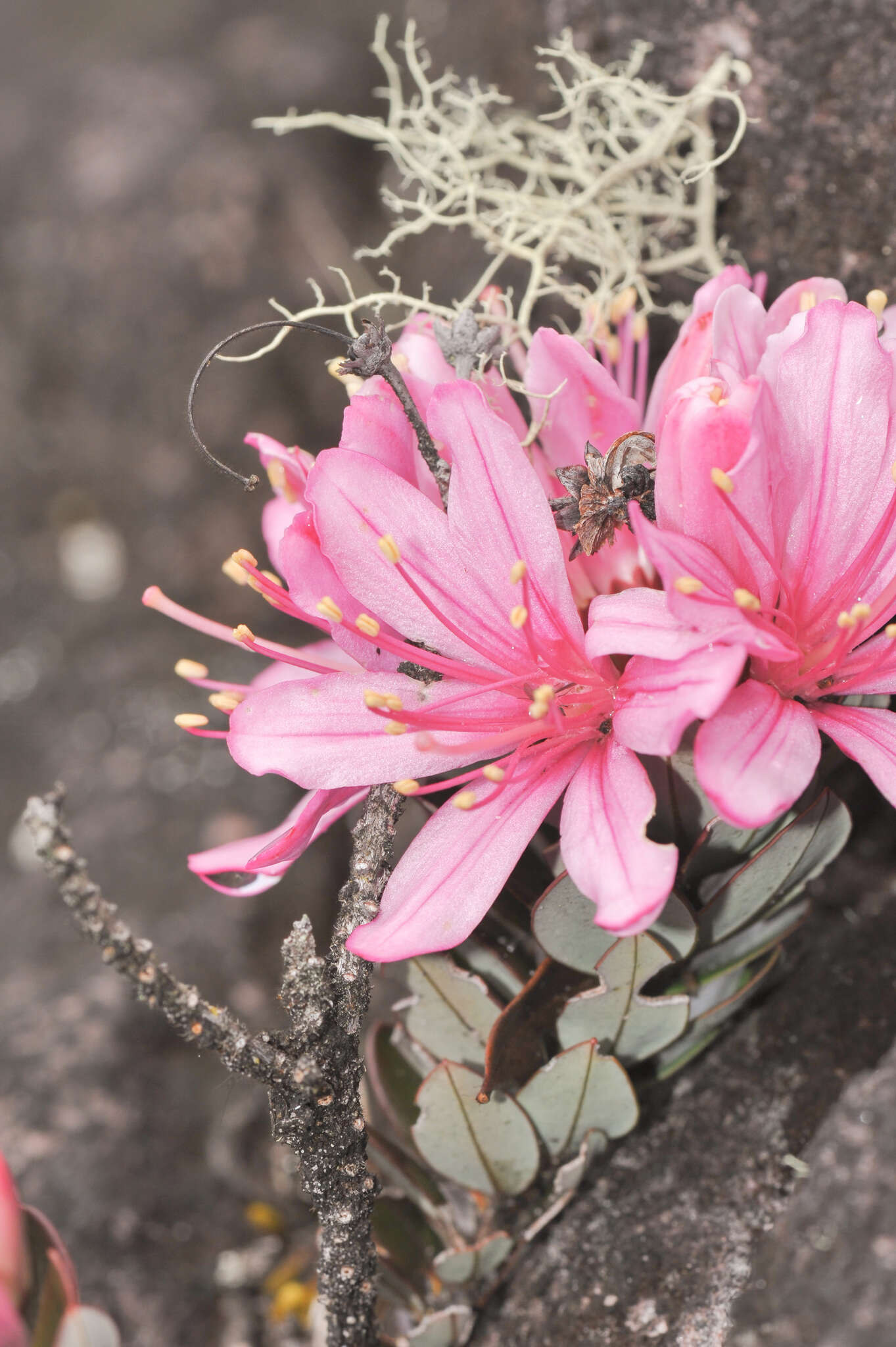 Image of Bejaria imthurnii N. E. Br.