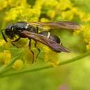 Sivun Symmorphus canadensis (de Saussure 1855) kuva