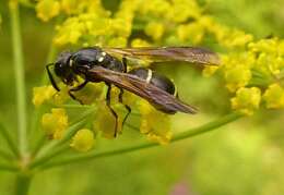 Sivun Symmorphus canadensis (de Saussure 1855) kuva