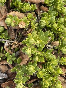 Image of Baccharis magellanica (Lam.) Pers.