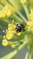 Image de Hylaeus pictipes Nylander 1852